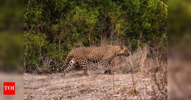 बिबट्याने 2022 पासून दुस drod ्यांदा डीआरडीओच्या पुणे प्रयोगशाळेच्या कॅम्पसमध्ये स्पॉट केले