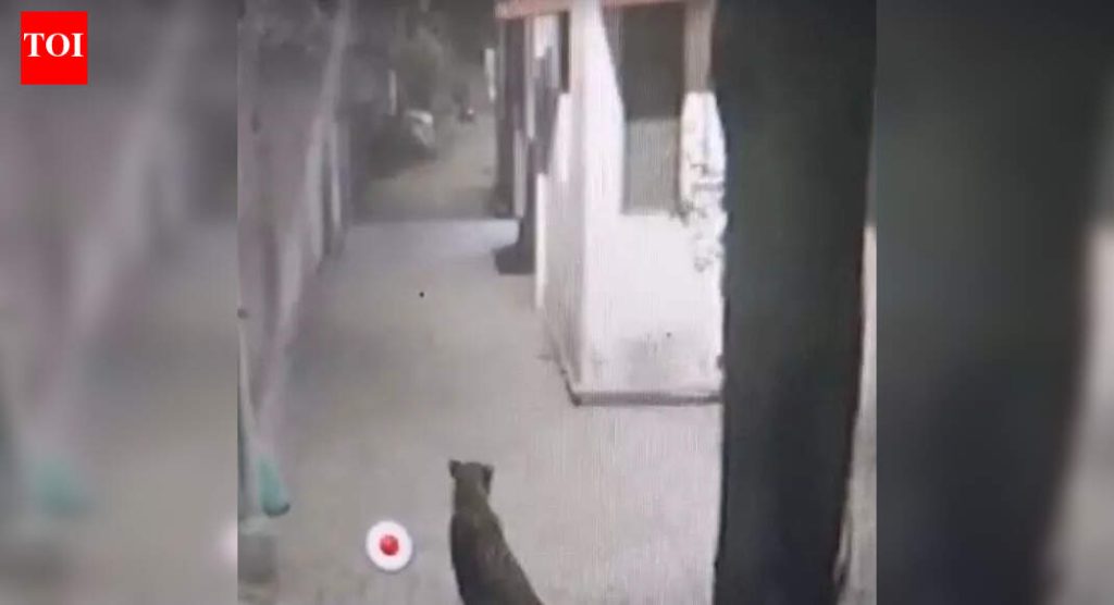 रविवारी पहाटे पुण्यातील औंध परिसरात बिबट्या दिसला