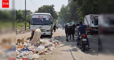 पुण्यातील कचऱ्याचे ढिगारे भटक्या गुरांना आकर्षित करतात, वाहतूक कोंडी आणि अपघात