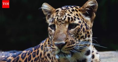 साखरेचे बाळ: बिबट्या वाळवंटात नव्हे तर ट्रॅक्टरमध्ये राहण्यासाठी तयार होतात