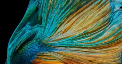 घरगुती एक्वैरियमसाठी 10 कमी देखभाल करणारे मासे