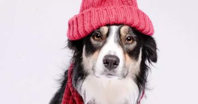 थंड हवामानातील कुत्रे: 10 गोंडस जाती ज्यांना हिवाळा आवडतो