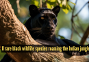 8 काळे प्राणी जे भारतीय जंगलातील दुर्मिळ ठिकाणे आहेत