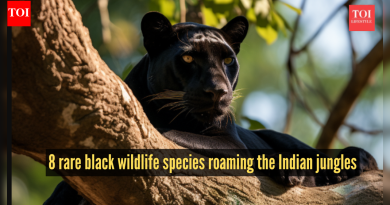 8 काळे प्राणी जे भारतीय जंगलातील दुर्मिळ ठिकाणे आहेत