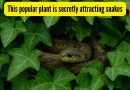 ही लोकप्रिय वनस्पती गुप्तपणे सापांना आकर्षित करत आहे, ते तुमच्या घरच्या बागेत आधीच घरटे बनवत असतील