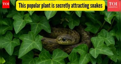 ही लोकप्रिय वनस्पती गुप्तपणे सापांना आकर्षित करत आहे, ते तुमच्या घरच्या बागेत आधीच घरटे बनवत असतील