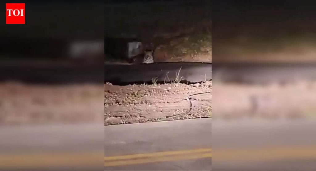 इंडिगोच्या संकटामुळे उड्डाणांच्या हालचाली कमी झाल्याने बिबट्या पुणे विमानतळावर परतला