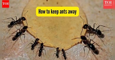 मुंग्यांना घरापासून दूर कसे ठेवायचे? 5 पद्धती गृहिणी शपथ घेतात