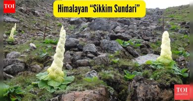 या दुर्मिळ हिमालयीन “सिक्कीम सुंदरी” बद्दल आनंद महिंद्रा यांची पोस्ट एक परिपूर्ण प्रवास प्रेरणा कशी आहे |
