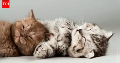 तुम्ही तुमच्या मांजरीला किती काळ सुरक्षितपणे घरी एकटे सोडू शकता |