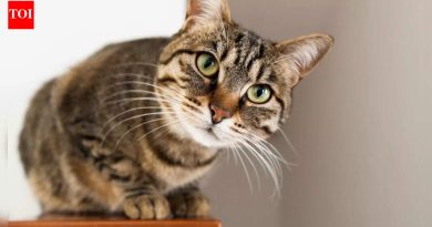 तुमची मांजर मध्यरात्री तुमच्याकडे का पाहते |