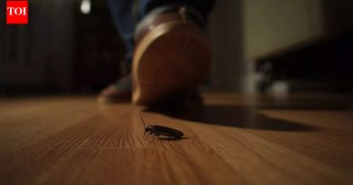 तुमच्या घरात झुरळ मारणे धोकादायक ठरू शकते; कारण जाणून घ्या |