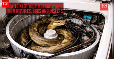 मुंबईतील वॉशिंग मशिनमधून भारतीय उंदीर सापाची सुटका: सरपटणारे प्राणी, बग आणि कीटकांपासून तुमची मशीन कशी सुरक्षित ठेवायची