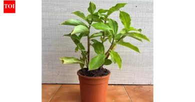 घरी ‘इन्सुलिन प्लांट’ कसे वाढवायचे: फायदे आणि काळजी टिप्ससह घरातील बागकाम मार्गदर्शक |