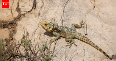 सरडे मोराच्या पिसांना का घाबरतात: लपलेले कारण शोधा आणि सरडे दूर ठेवण्यासाठी त्यांचा वापर कसा करावा |