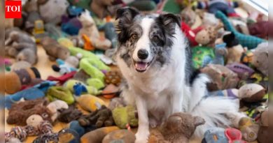 हार्वेला भेटा: ब्रिटनचा सर्वात तेजस्वी कुत्रा जो 221 खेळणी ओळखतो आणि प्रत्येकाला नावाने आणू शकतो |