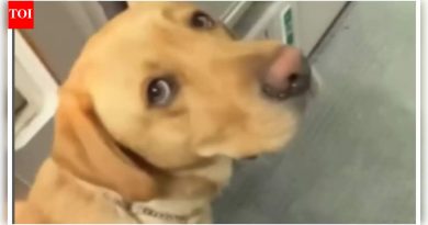 मार्गदर्शक कुत्रा अंध महिलेला विमानात तिच्या सीटवर घेऊन जातो, इंटरनेट वितळतो; ‘प्रेमाची शांत कृती…’