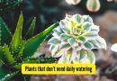 कमी देखभाल करणारी रोपे: 5 झाडे ज्यांना दररोज पाणी पिण्याची गरज नाही — भारतीय परिस्थितीसाठी योग्य |
