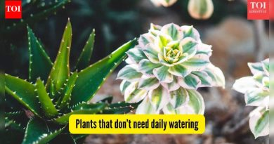 कमी देखभाल करणारी रोपे: 5 झाडे ज्यांना दररोज पाणी पिण्याची गरज नाही — भारतीय परिस्थितीसाठी योग्य |