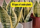 10 प्रकारचे साप रोपे तुम्ही घरी सहज वाढवू शकता: टिपा आणि बरेच काही |