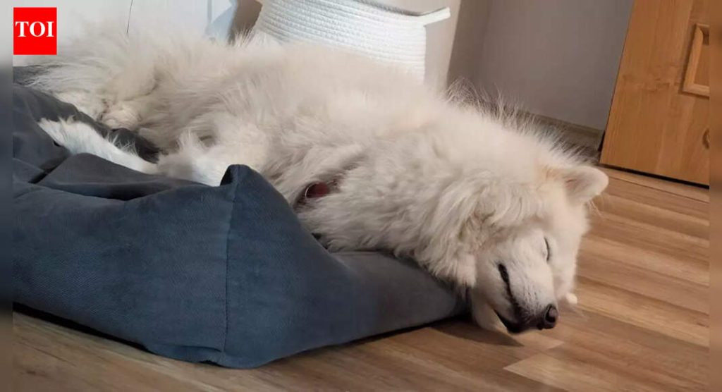 कुत्रे त्यांच्या पलंगाच्या ऐवजी दरवाजाजवळ झोपणे का पसंत करतात आणि ते त्यांच्या अंतःप्रेरणेबद्दल काय प्रकट करते |