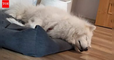 कुत्रे त्यांच्या पलंगाच्या ऐवजी दरवाजाजवळ झोपणे का पसंत करतात आणि ते त्यांच्या अंतःप्रेरणेबद्दल काय प्रकट करते |