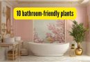10 बाथरूम-अनुकूल वनस्पती जे हवा शुद्ध करतात आणि अप्रत्यक्ष सूर्यप्रकाशात भरभराट करतात