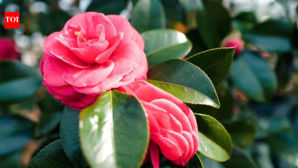 7 रोपे तुम्ही आत्ता तुमच्या घरातून काढून टाकली पाहिजेत, विशेषत: तुमच्याकडे लहान मुले किंवा पाळीव प्राणी असल्यास |