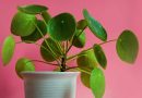 पिवळी पडलेल्या मनी प्लांटला नैसर्गिकरित्या कसे पुनरुज्जीवित करावे: कोळसा राख आणि बेकिंग सोडा वापरून चरण-दर-चरण मार्गदर्शक |