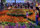 वार्षिक एम्प्रेस गार्डन फ्लॉवर शो क्युरेटेड डिस्प्ले आणि हॉर्टिकल्चर स्टॉलसह परत येतो | पुणे बातम्या