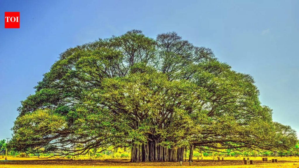 कोणते झाड ‘झाडांचा राजा’ म्हणून ओळखले जाते: ते सामर्थ्य, दीर्घायुष्य आणि पर्यावरणीय महत्त्वाचे प्रतीक आहे ते जाणून घ्या |