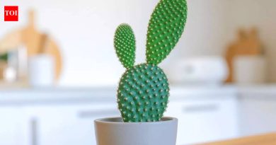 घरी बनी कानाच्या कॅक्टसची वाढ आणि काळजी कशी घ्यावी |