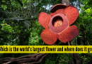 जगातील सर्वात मोठे फूल कोणते आणि ते कोठे उगवते? |