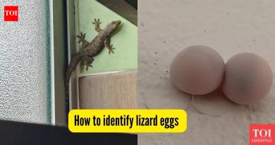 घरामध्ये सरड्यांची अंडी कशी ओळखावी आणि सुरक्षितपणे त्यांची सुटका कशी करावी |