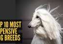 जगातील शीर्ष 10 सर्वात महागड्या कुत्र्यांच्या जाती