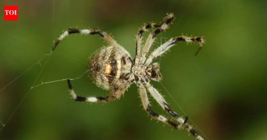 हा छोटा मेडागास्कर स्पायडर स्टीलपेक्षा 10 पट अधिक मजबूत रेशीम फिरतो आणि शास्त्रज्ञ थक्क झाले |