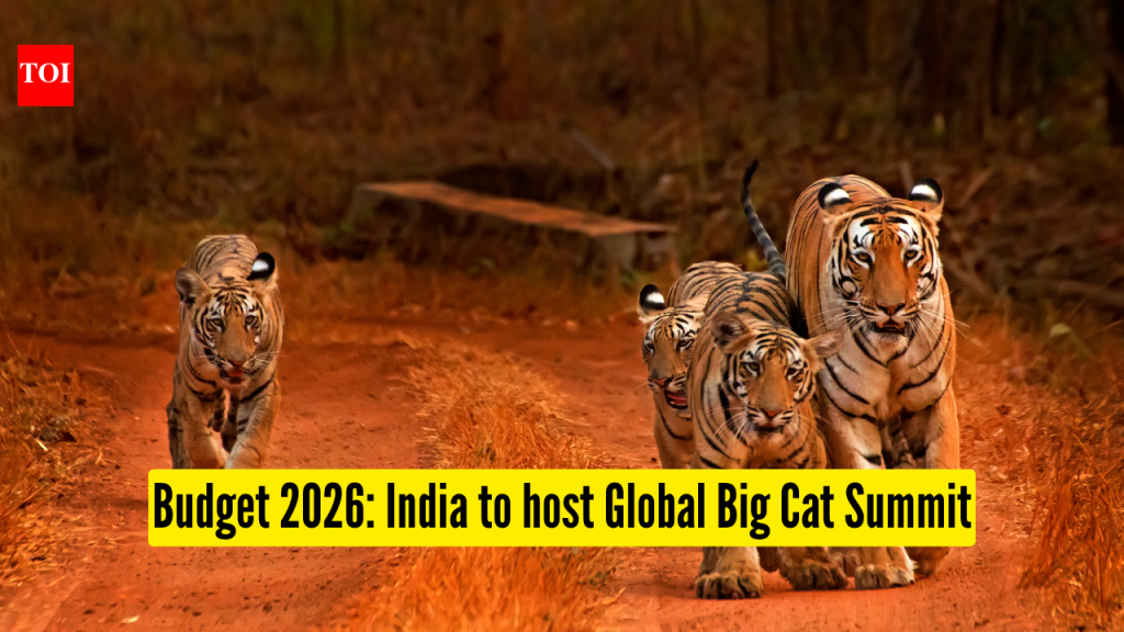 ग्लोबल बिग कॅट समिट: केंद्रीय बजेट 2026: भारत पहिल्या ग्लोबल बिग कॅट समिटचे आयोजन करणार आहे – वन्यजीव प्रेमींसाठी याचा अर्थ काय आहे |
