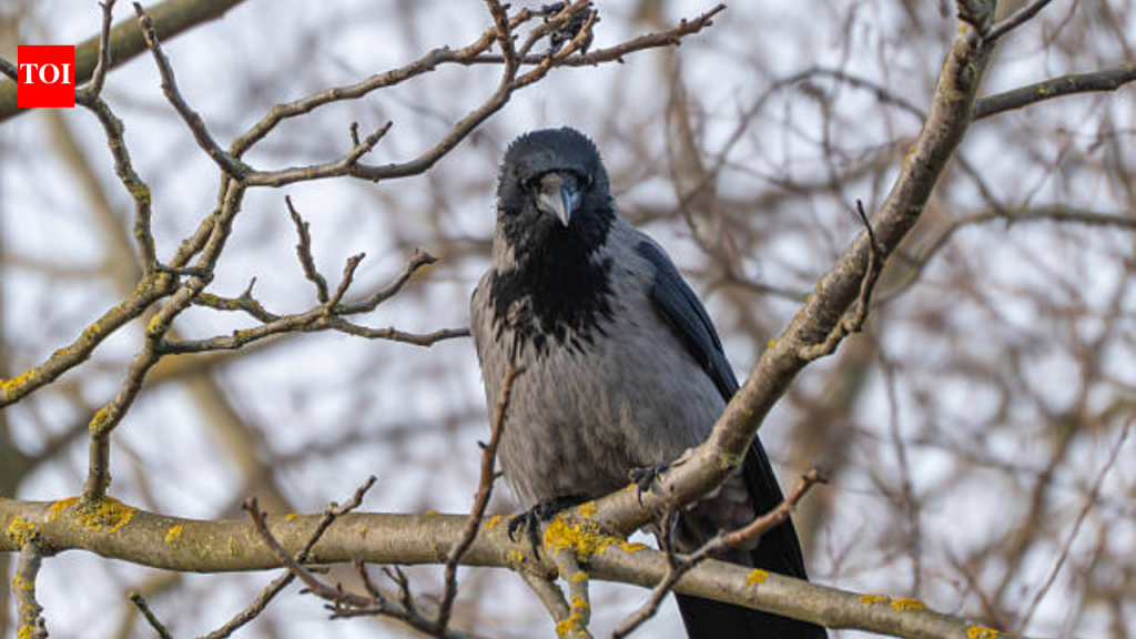 चेन्नईमध्ये H5N1 विषाणूची भीती: डॉक्टर जोखीम, लक्षणे आणि प्रतिबंधात्मक टिप्स शेअर करतात