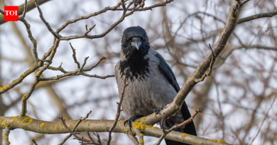 चेन्नईमध्ये H5N1 विषाणूची भीती: डॉक्टर जोखीम, लक्षणे आणि प्रतिबंधात्मक टिप्स शेअर करतात