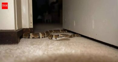 घरे आणि बागांमध्ये सापांना काय आकर्षित करते आणि त्यांची लपण्याची ठिकाणे कोणती आहेत |