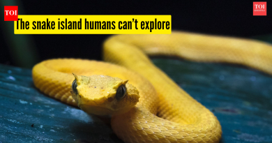 हे बेट इतके विषारी सापांनी भरलेले आहे की मानवांना तेथे पाय ठेवण्याची परवानगी नाही |