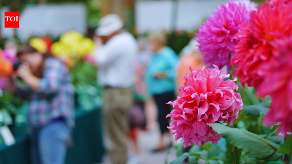नोएडा फ्लॉवर फेस्टिव्हल 2026 फुलांच्या प्रदर्शनासह आणि विनामूल्य प्रवेशासह परत आला आहे: अभ्यागतांना काय माहित असणे आवश्यक आहे |