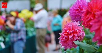 नोएडा फ्लॉवर फेस्टिव्हल 2026 फुलांच्या प्रदर्शनासह आणि विनामूल्य प्रवेशासह परत आला आहे: अभ्यागतांना काय माहित असणे आवश्यक आहे |