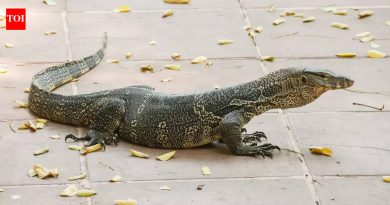 सामान्य घरातील सरड्यांप्रमाणे सरडे पुन्हा वाढू शकतात याचे निरीक्षण करू शकते; विज्ञान काय म्हणते ते येथे आहे |