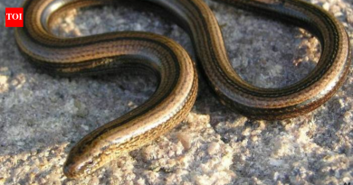 तुम्हाला तुमच्या बागेत एक साप दिसला जो काही सेकंदात गायब झाला असे वाटते? हा सापासारखा प्राणी तुम्हाला वाटत नाही |