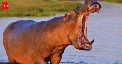 5 प्राणी जे जमीन आणि पाणी दोन्हीवर भरभराट करतात आणि त्यांना कुठे शोधायचे