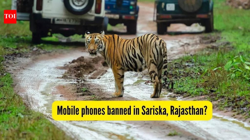 सरिस्का टायगर रिझर्व्ह मोबाईल बॅन: रणथंबोर नॅशनल पार्कनंतर आता राजस्थानच्या सरिस्कामध्ये मोबाईल फोनवर बंदी? आम्हाला आतापर्यंत काय माहित आहे |