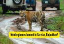सरिस्का टायगर रिझर्व्ह मोबाईल बॅन: रणथंबोर नॅशनल पार्कनंतर आता राजस्थानच्या सरिस्कामध्ये मोबाईल फोनवर बंदी? आम्हाला आतापर्यंत काय माहित आहे |