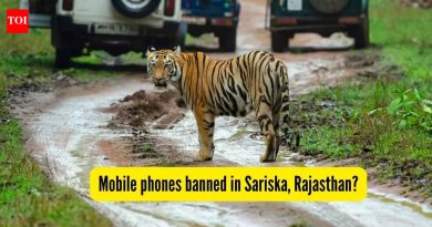 सरिस्का टायगर रिझर्व्ह मोबाईल बॅन: रणथंबोर नॅशनल पार्कनंतर आता राजस्थानच्या सरिस्कामध्ये मोबाईल फोनवर बंदी? आम्हाला आतापर्यंत काय माहित आहे |