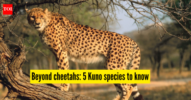 कुनोमध्ये वाढणाऱ्या 5 कमी ज्ञात वन्यजीव प्रजाती